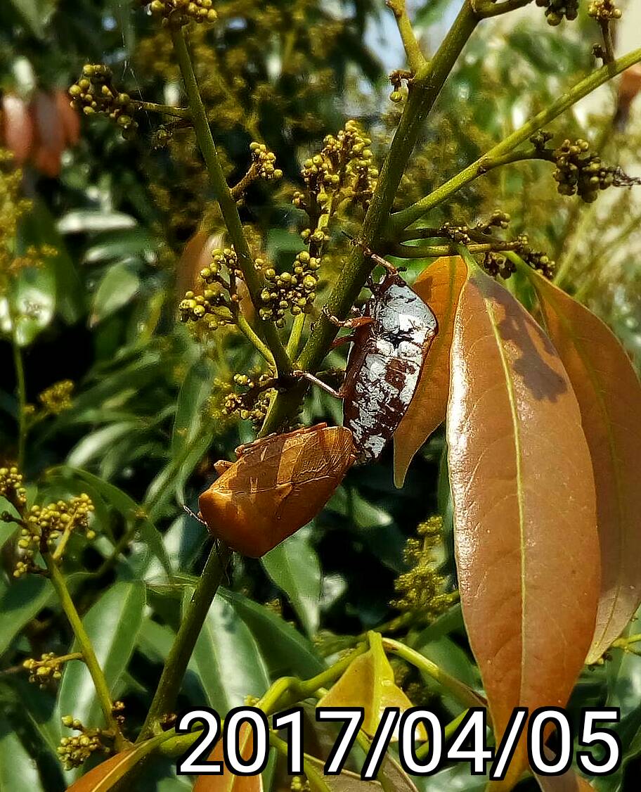 mating Tessaratoma papillosa 荔枝椿象在交配